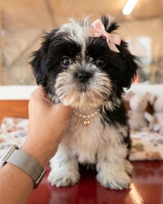 Cuccioli di Shih Tzu Disponibili