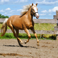 Cavalla per tutti, passeggiate, pony games