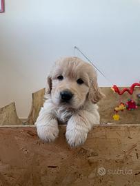 Cuccioli di Golden Retriever