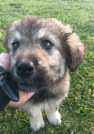 Cucciola Caucaso Aborigeno x Pastore Maremmano