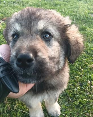 Cucciola Caucaso Aborigeno x Pastore Maremmano