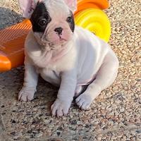 Cucciolo di buldog francese