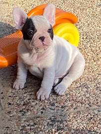 Cucciolo di buldog francese