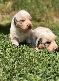 Australian shepherd