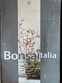 Bonsai Italia nr. 56
