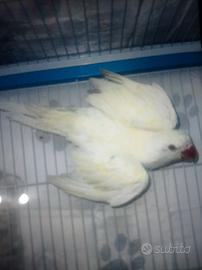 Parrocchetto dal collare