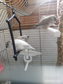 Diamante mandarino e passeri del Giappone