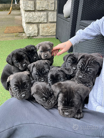 Cuccioli cane corso