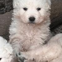Cuccioli pastore abruzzese