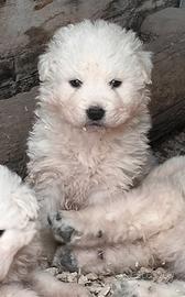 Cuccioli pastore abruzzese