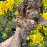 Cucciolo lagotto romagnolo