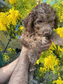 Cucciolo lagotto romagnolo