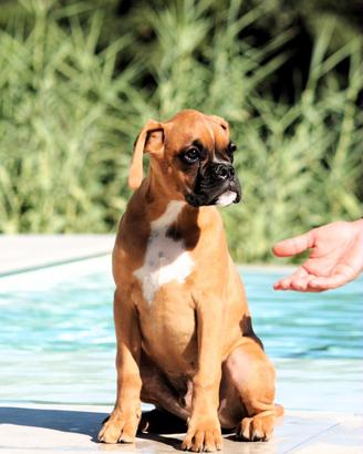 Cuccioli di Boxer