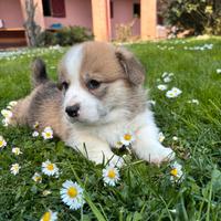 PEMBROKE CORGY cuccioli