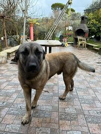 Kangal x Caucaso