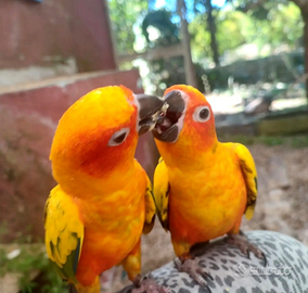 Coppia riproduttiva di conuri del sole