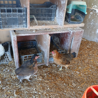 Legbar galline