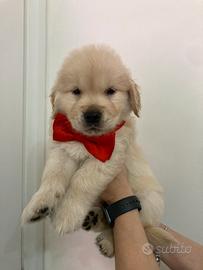 Cuccioli di Golden