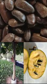 SEMI DI ASIMINA TRILOBA