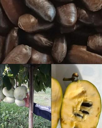 SEMI DI ASIMINA TRILOBA