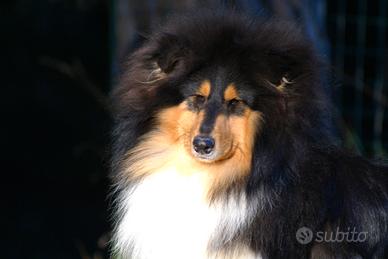 Cucciolo Collie tricolore maschio