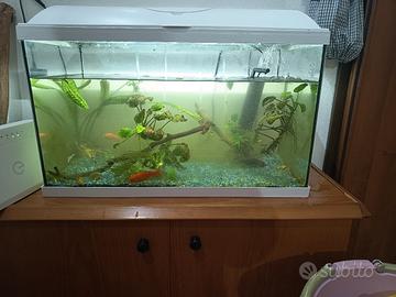 Acquario 60 litri