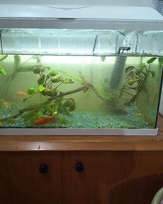 Acquario 60 litri