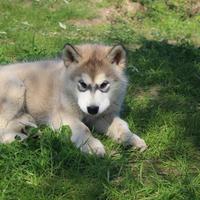 Alaskan Malamute Femmina - Eccellenza Pronta Conse