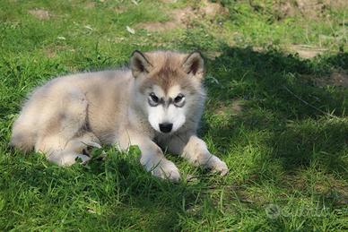 Alaskan Malamute Femmina - Eccellenza Pronta Conse