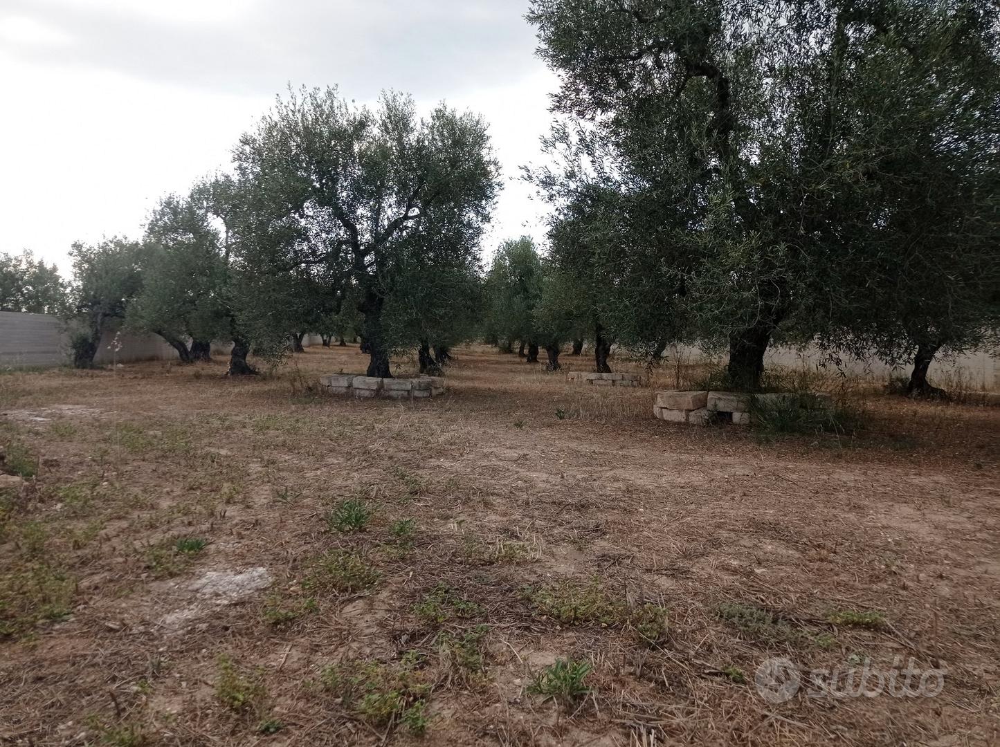 Terreno agricolo - Vista 4