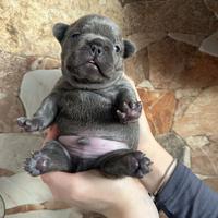 Cuccioli di Bulldog Francese esotici