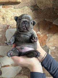 Cuccioli di Bulldog Francese esotici