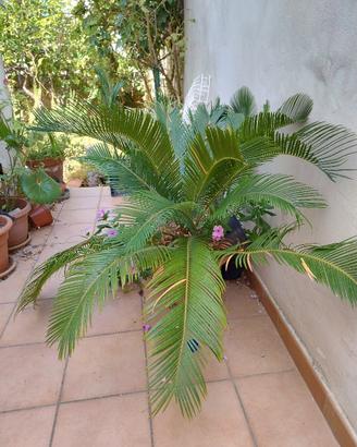 Bellissime piante 
