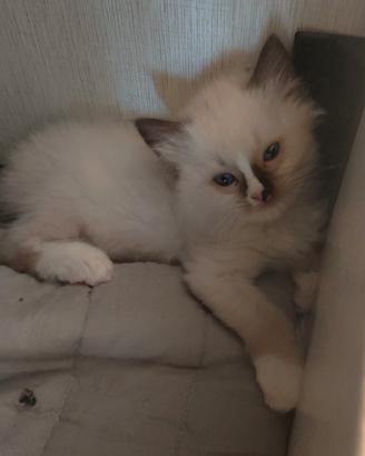 Ragdoll cuccioli