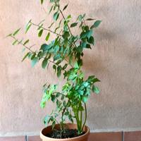 Pianta di albicocco