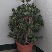 Crassula piante grasse