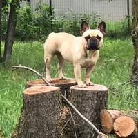 Bouledogue Francese