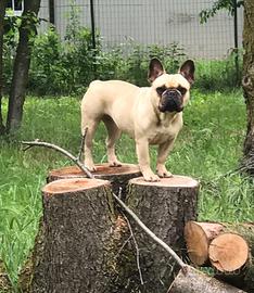 Bouledogue Francese