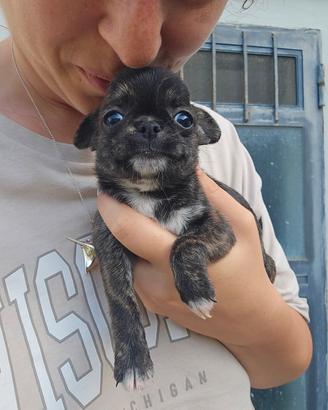 Chihuahua femmina pelo lungo