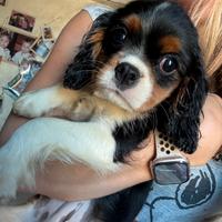 Cavalier King cucciola