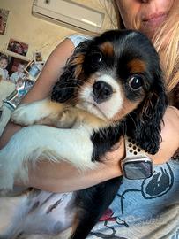 Cavalier King cucciola