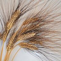Grano duro Senatore Cappelli
