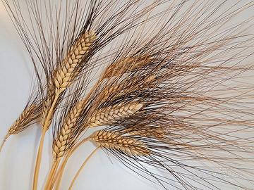 Grano duro Senatore Cappelli