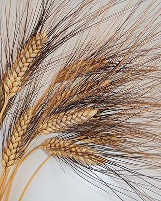 Grano duro Senatore Cappelli