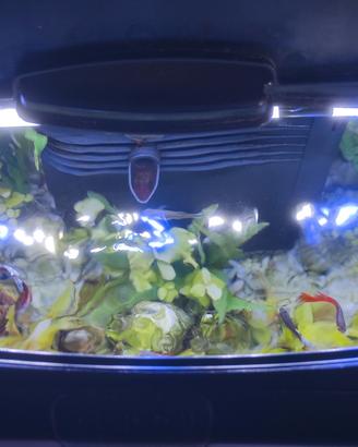 accessori per animali roma