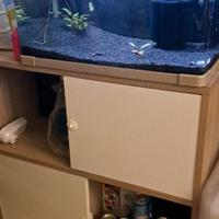 Acquario completo 60lt + 5lt