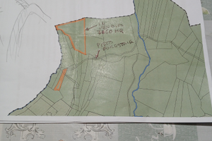 Bosco ceduo Magnano in Riviera (UD)