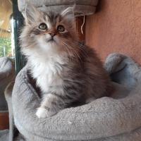 Cuccioli gatto siberiano