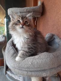 Cuccioli gatto siberiano