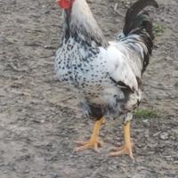 Galli galline da riproduzione